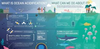 Science infographic – Alicia Clough – Ocean acidification, caused by the addition of huge amounts of c…