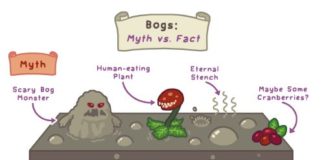 Science infographic – Bogs are beautiful.