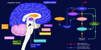 Science infographic – CNSforum | The areas of the brain affected in generalised anxiety disorder (adva…