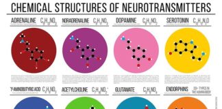 Science infographic – Chemical Structures of Neurotransmitters | Poster