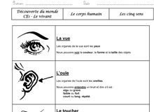 Science infographic – DDM – Les cinq sens …