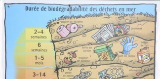Science infographic – Durée de biodégradabilité des déchets en mer