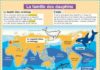 Science infographic – Educational infographic : La famille des dauphins