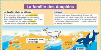 Science infographic – Educational infographic : La famille des dauphins