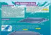 Science infographic – Educational infographic : Les baleines à bec…