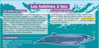 Science infographic – Educational infographic : Les baleines à bec…
