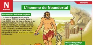 Science infographic – Educational infographic : L’homme de Neandertal