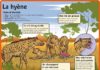 Educational infographic : Fiche exposés : La hyène – Le Petit Quotidien
