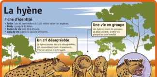 Educational infographic : Fiche exposés : La hyène – Le Petit Quotidien