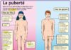 Science infographic – Fiche exposés : La puberté