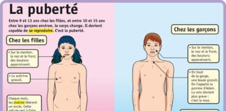 Science infographic – Fiche exposés : La puberté