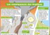 Science infographic – Fiche exposés : Les conséquences des éruptions