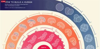 Science infographic – How to build a human and other Animated science infographics we love!