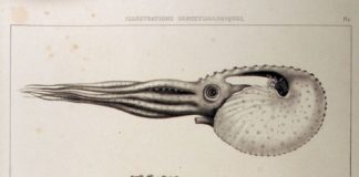 Science infographic – Illustrations conchyliologiques ou description et figures de toutes les coquille…