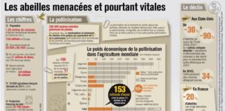 Science infographic – Infographie: les abeilles menacées