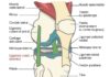 Science infographic – L'articulation du genou et les principaux ligaments