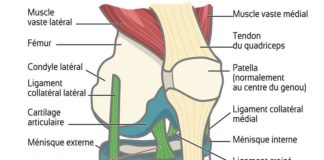 Science infographic – L'articulation du genou et les principaux ligaments