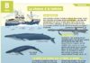 Science infographic – La chasse à la baleine