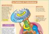 Science infographic – La turbine et l’alternateur