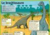 Science infographic – Le brachiosaure – Le Petit Quotidien, le seul site d'information quotidienne…