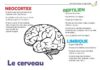 Science infographic – Les cerveaux