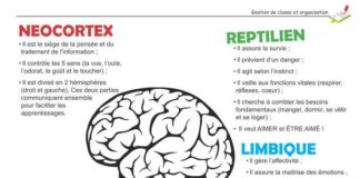 Science infographic – Les cerveaux