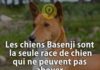 Science infographic – Les chiens Basenji sont la seule race de chien qui ne peuvent pas aboyer. | Savi…