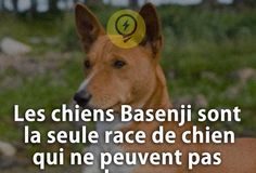 Science infographic – Les chiens Basenji sont la seule race de chien qui ne peuvent pas aboyer. | Savi…