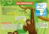 Science infographic – Les chimpanzés