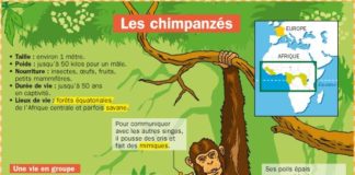 Science infographic – Les chimpanzés