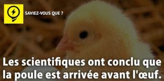 Science infographic – Les scientifiques ont conclu que la poule est arrivée avant l'œuf. La prot…