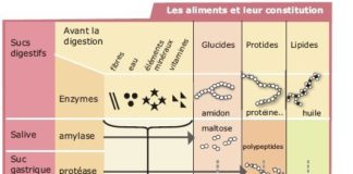 Science infographic – Medical infographic : La digestion chimique – Bilan – Le blog de jerome harlé