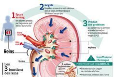 Science infographic – Mieux être à l’écoute de ses reins