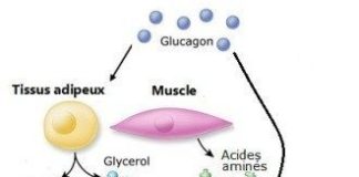 Science infographic – Physiologie du jeûne