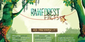 Science infographic – Rainforest Facts – Infographic