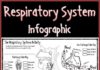 Science infographic – Respiratory System Infographic