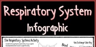 Science infographic – Respiratory System Infographic