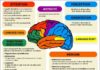Science infographic – Schéma simplifié des grandes fonctions du cerveau …