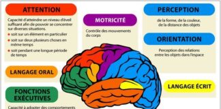 Science infographic – Schéma simplifié des grandes fonctions du cerveau …
