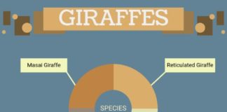 Science infographic – Science Infographics