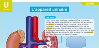 Science infographic – Science infographic – Appareil urinaire