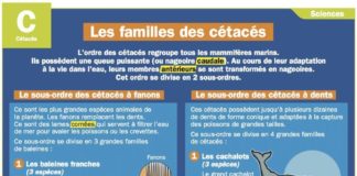 Science infographic – Science infographic – Les familles des cétacés