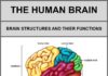 Science infographic – Science infographic – Medical infographic : Psychology : This infographic discusses each of the following structures of the …