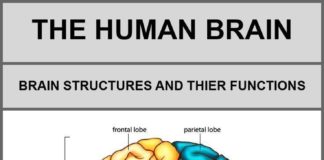 Science infographic – Science infographic – Medical infographic : Psychology : This infographic discusses each of the following structures of the …