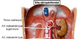 Science infographic – Science infographic – Organes rétropéritonéaux
