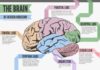 Science infographic – Science infographic – Science infographic – The #Brain. #anatomy #neuroscience #cerebellum #infographic #science
