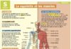 Science infographic – Science infographic – Science infographic and charts Français: Le squelette et les muscles Infogr