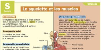 Science infographic – Science infographic – Science infographic and charts Français: Le squelette et les muscles Infogr