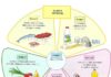 Science infographic – Science infographic – les groupes daliments Plus