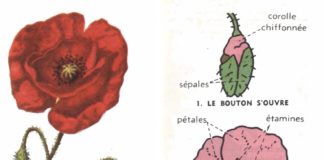 Science infographic – leçon de choses …